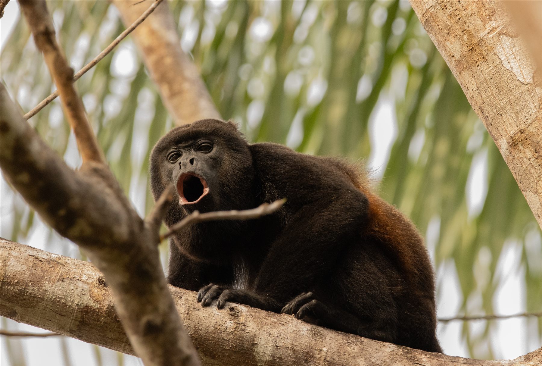 Howler monkey near Boca Chica