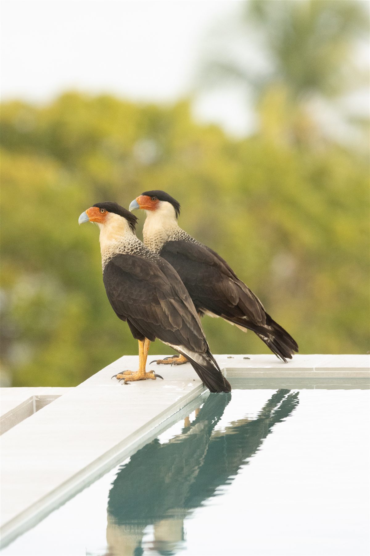 Crested caracaras by the pool at Hotel Bocas del Mar