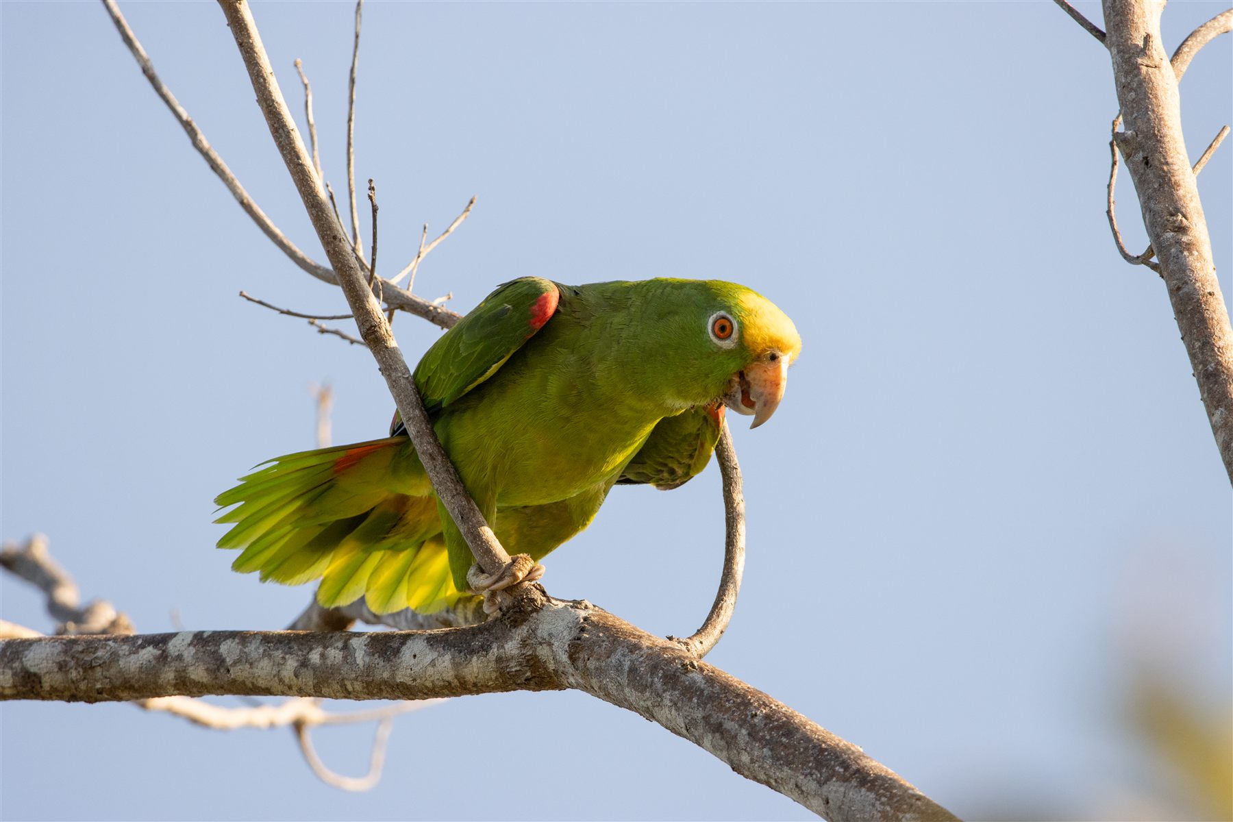 Parrot in the trees near Hotel Bocas del Mar