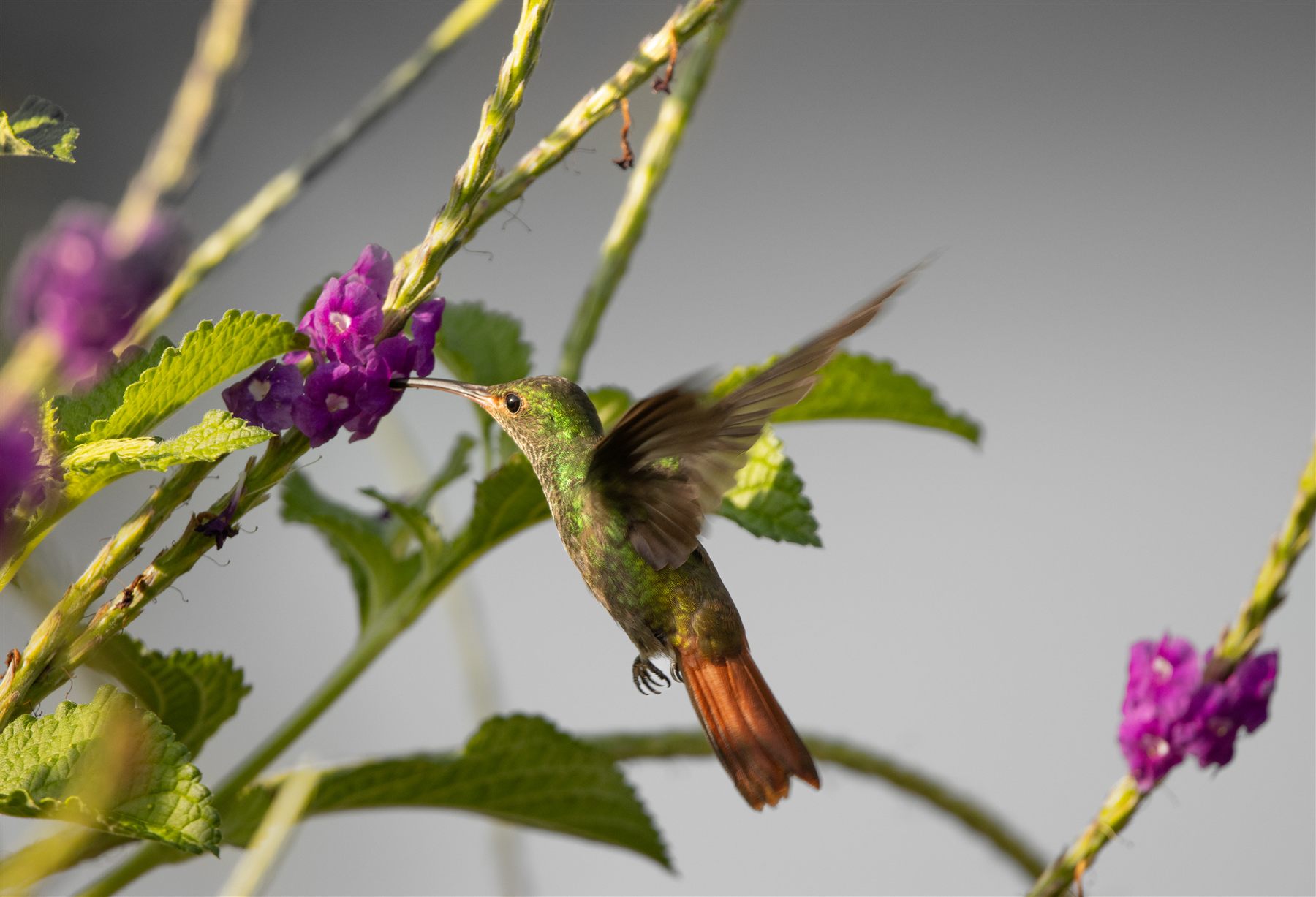 Hummingbird near Hotel Bocas del Mar