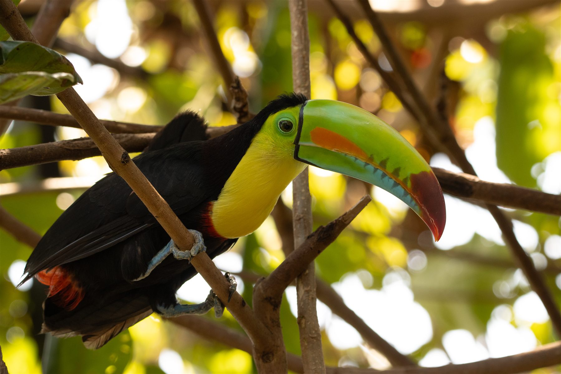 Toucan near Hotel Bocas del Mar